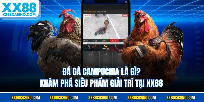 Đá Gà Campuchia Là Gì? Khám Phá Siêu Phẩm Giải Trí Tại XX88